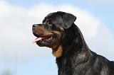 ROTTWEILER 193